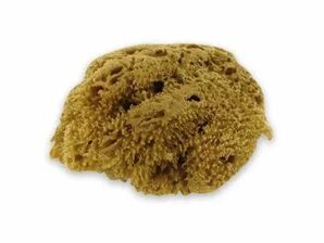 Natural Sea Sponge